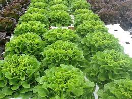 Salanova Lettuce From Johnny S Seed Delicious Lettuce Originally From Holland Growing Food Vegetable Farming Johnny Seed