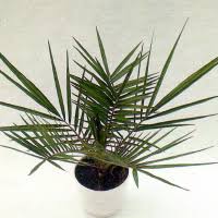 Steht die palme kühl, braucht sie nur wenig wasser. Phonixpalme Eine Anspruchslose Palme Einfache Pflege
