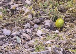 Image result for Cucumis prophetarum