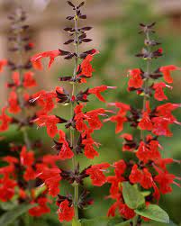 Scharlakanssalvia Salvia Coccinea Summer Jewel Red Deer Resistant Plants Salvia Rare Seeds