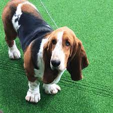 Basset Hound Gifs Get The Best Gif On Giphy Search, discover and share your favorite basset hound gifs. basset hound gifs get the best gif on