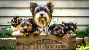 When a new litter is available, pictures of the new puppies will be posted below. What Is A Parti Yorkie Everything You Need To Know Yorkie Life