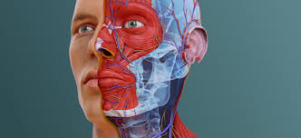 Skeletal muscles rarely work by themselves to achieve movements in the body. Complete Anatomy Advanced 3d Anatomy Platform