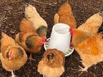 Image result
