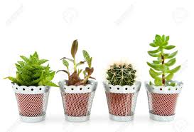Foto de diferentes tipos de suculentas. O Grasa Plantas Suculentas Y Cactus Aislado Mas De Blanco Fotos Retratos Imagenes Y Fotografia De Archivo Libres De Derecho Image 4429756