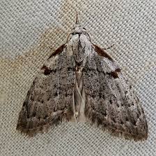 Image result for Nolletia arenosa