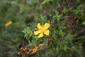 Image result for Hypericum revolutum