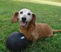 Looking for a dog breeder in north carolina? Charlotte Nc Dachshund Meet Scooter A Pet For Adoption