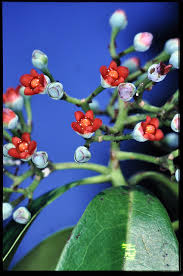 Image result for Canellaceae