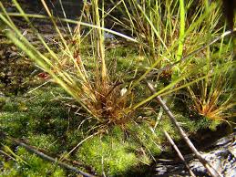 Image result for Bulbostylis hispidula