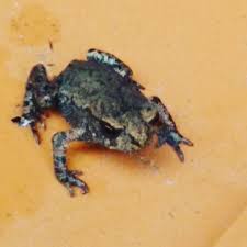 Erdkrote Jungtier Natur Nature Tiere Animals Amphibien Lissamphibia Fr Amphibien Animals Anura Bufo Bufobuf Amphibien Jungtiere Froschlurche