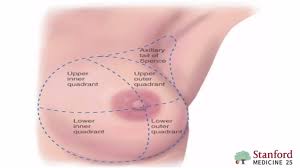 Webmd discusses the anatomy of the breast including function, a diagram of the breast, conditions that affect the breasts, and much more. Breast Exam Stanford Medicine 25 Stanford Medicine