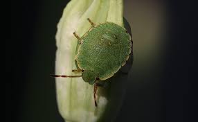 Maybe you would like to learn more about one of these? Les Punaises Des Bois Ou Punaise Verte Comment S En Debarrasser