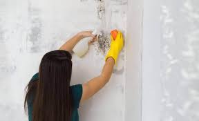 hoe kan je schimmel verwijderen uit je huis gezonder leven mold inspection mold remover get rid of mold