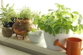 Diy kitchen herb garden gift idea about a mom Make Your Own Kitchen Garden A Beginner S Guide