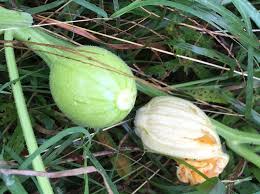 The effect of silicate from scraps of photovoltaic industries against powdery mildew on zucchini (cucurbita pepo) was evaluated under greenhouse conditions. Specific Varieties Of Zucchini For Resistance To Mildew Squash Bugs Plus Adventures With Tatume Plants Forum At Permies