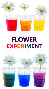 I recommend using the lighter stalks near the center with the most leaves; Flower Experiment For Kids