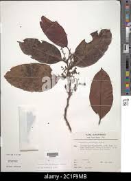 Image result for Metteniusaceae
