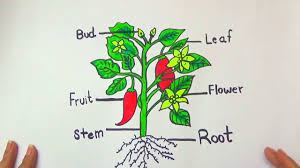 How To Draw Different Parts Of A Plant Diagram Youtube Most people know that plants draw in nutrition through their roots. how to draw different parts of a plant diagram