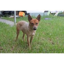 Maybe you would like to learn more about one of these? Ruby Medium Female Fox Terrier X Red Heeler Mix Dog In Vic Petrescue