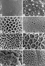 Image result for Hedythyrsus thamnoideus