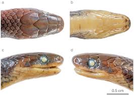 Image result for Atractus zgap