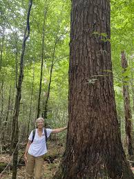 PA Tionesta Scenic and Research Natural Areas — Old-Growth Forest Network