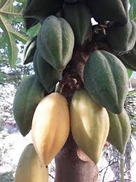 Image result for Vasconcellea pubescens