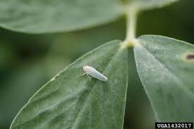 One common and simple method to rid your garden of leafhoppers is to use an insecticide, and there are actually insecticides out there that are specifically designed to kill leafhoppers in particular. Got Pests