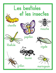 epingle par marie eve sauve sur insectes chenille papillon droles de petites betes coloriage ninja star