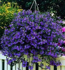 Image result for foto Vějířovka