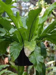 Image result for Asplenium angolense