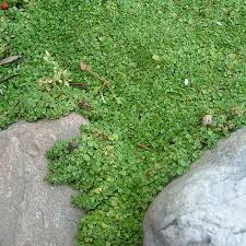 Jan 18, 2021 · corsican mint (mentha requienii), suitable for zones 6 through 9, is an aromatic, evergreen stepable plant with tiny lilac blooms that show up in summer. Corsican Mint For Between The Cracks Corsican Mint Ground Cover Ground Cover Plants