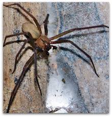 La araña violinista, (loxosceles laeta), también llamada araña de rincón, ha provocado el ingreso en un hospital de elda, en alicante, de un hombre que sufrió su mordedura. Lapaz Murio Un Arquitecto Por Piquete De Arana Violinista Colectivo Pericu