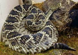 Eastern Diamondback Rattlesnake Crotalus Adamanteus Rattlesnake Snake Diamondbacks
