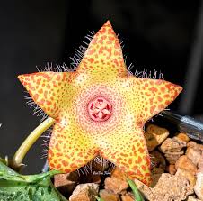 Image result for Tridentea marientalensis