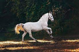 The Best Horse Habitat Equi Spa