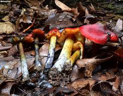 Image result for Micrococca capensis