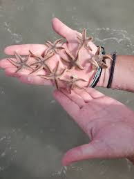 Maybe you would like to learn more about one of these? Thousands Of Starfish Litter Beaches Across The Grand Strand Wpde