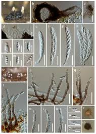 Image result for Pleurostylia africana