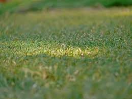 If your bermuda grass does not go dormant in winter, dethatch in march. Will St Augustine Take Over Bermuda Grass It S Complicated Thriving Yard