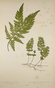 Image result for Hymenophyllum tunbridgense