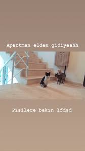 Kediler Deneysel Fotografcilik Fotografcilik Instagram Alintilari