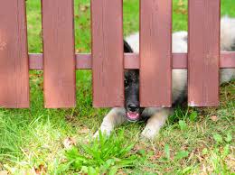 Unsichtbarer Hundezaun 3 Risiken Des Umstrittenen Zauns