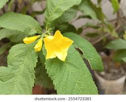 Image result for Gelsemiaceae