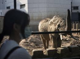 South Africa Traffics Thousands Of Endangered Wild Animals To China In Corrupt And Growing Trade Investigation Finds The Independent The Independent