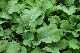 Image result for Brassica