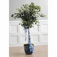Image result for F kus Ficus