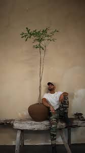 Image result for Cussonia spicata