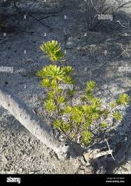 Image result for Suriana maritima